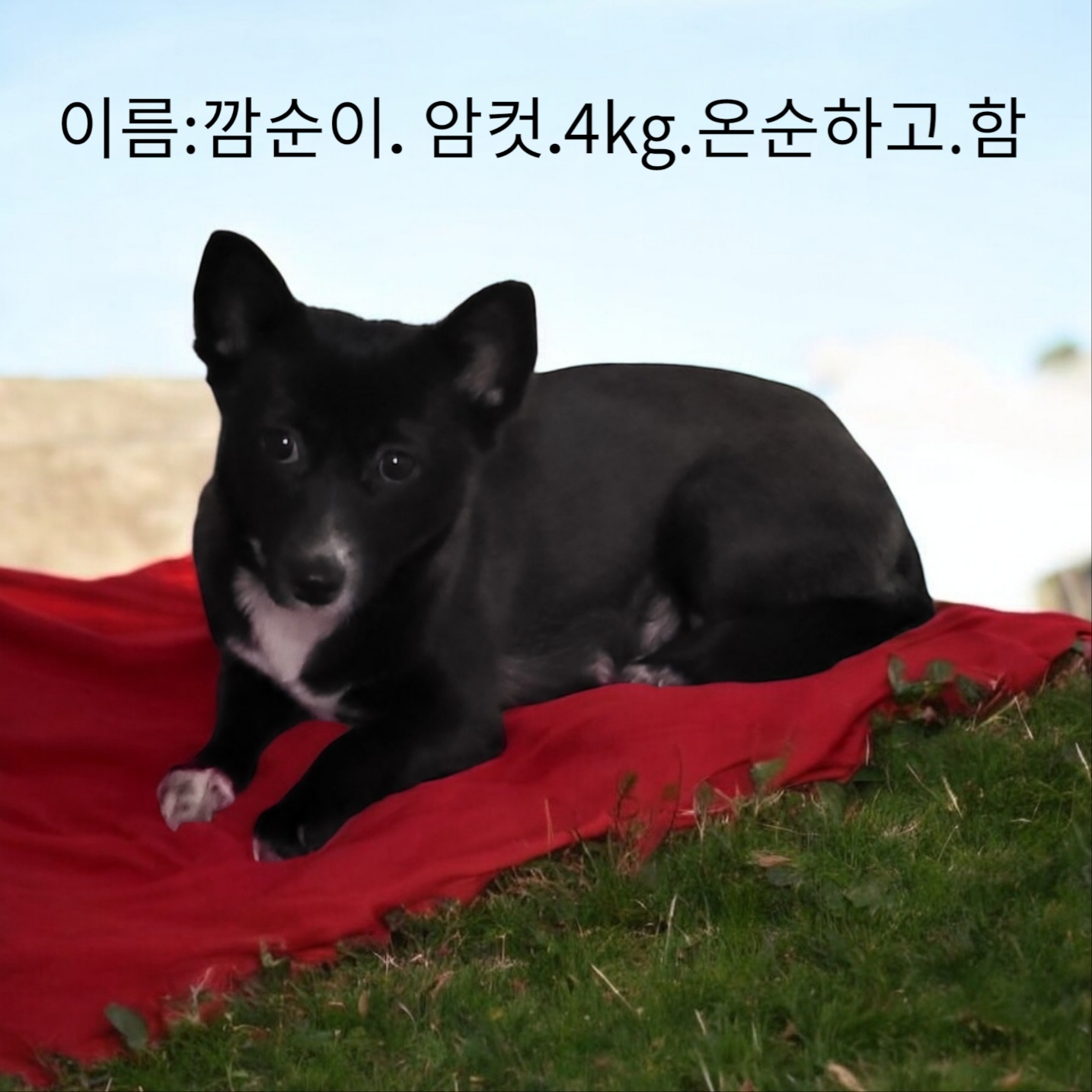 믹스견 이미지 파일 입니다.
